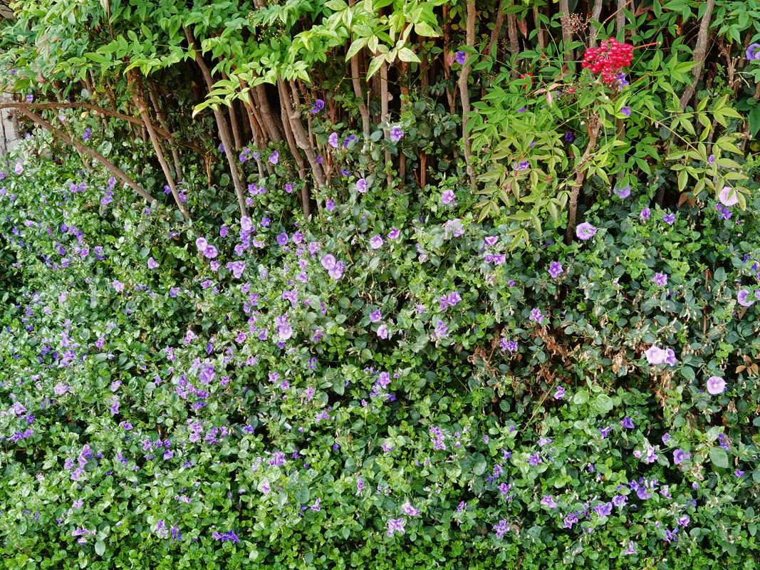 Convolvulus sabatius